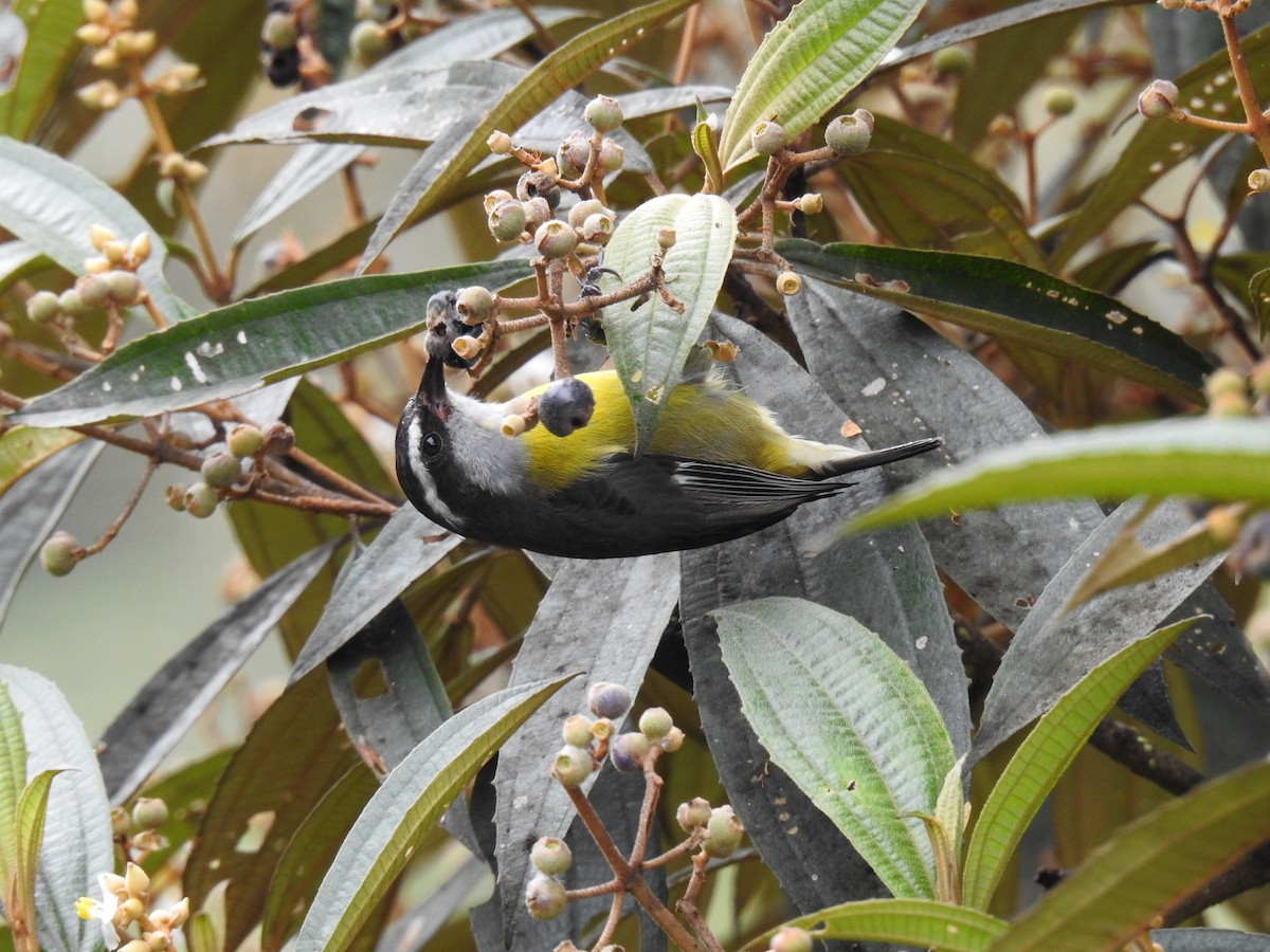 Bananaquit - ML638653220