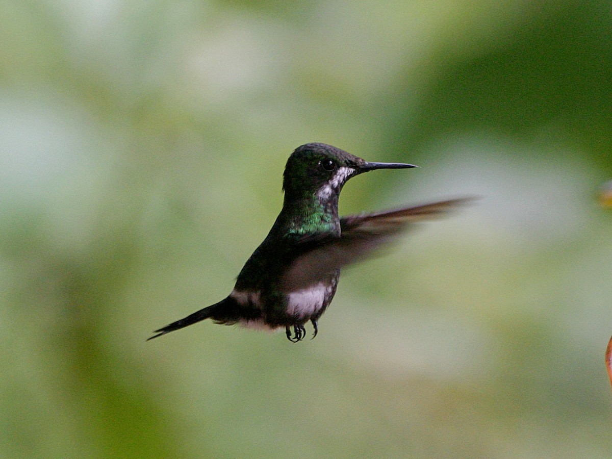 Green Thorntail - ML638653221