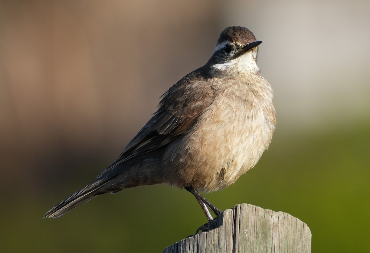 Buff-winged Cinclodes - ML638653228