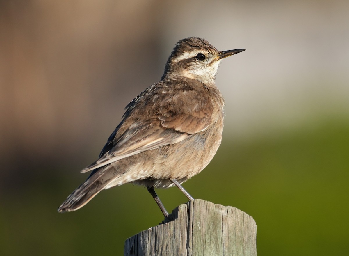 Buff-winged Cinclodes - ML638653229