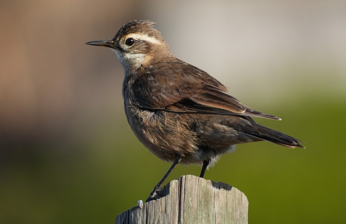 Buff-winged Cinclodes - ML638653230