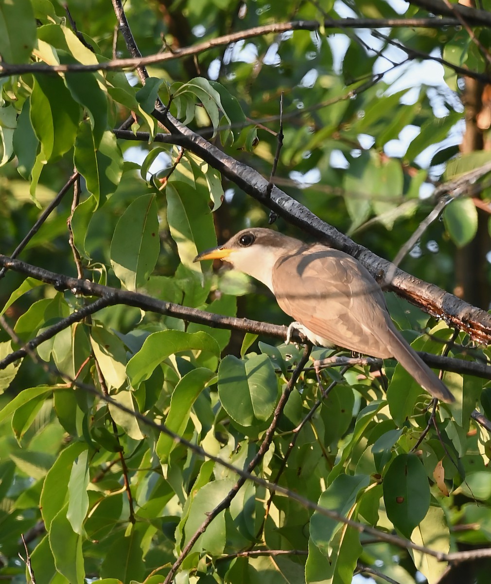 Yellow-billed Cuckoo - ML638653239