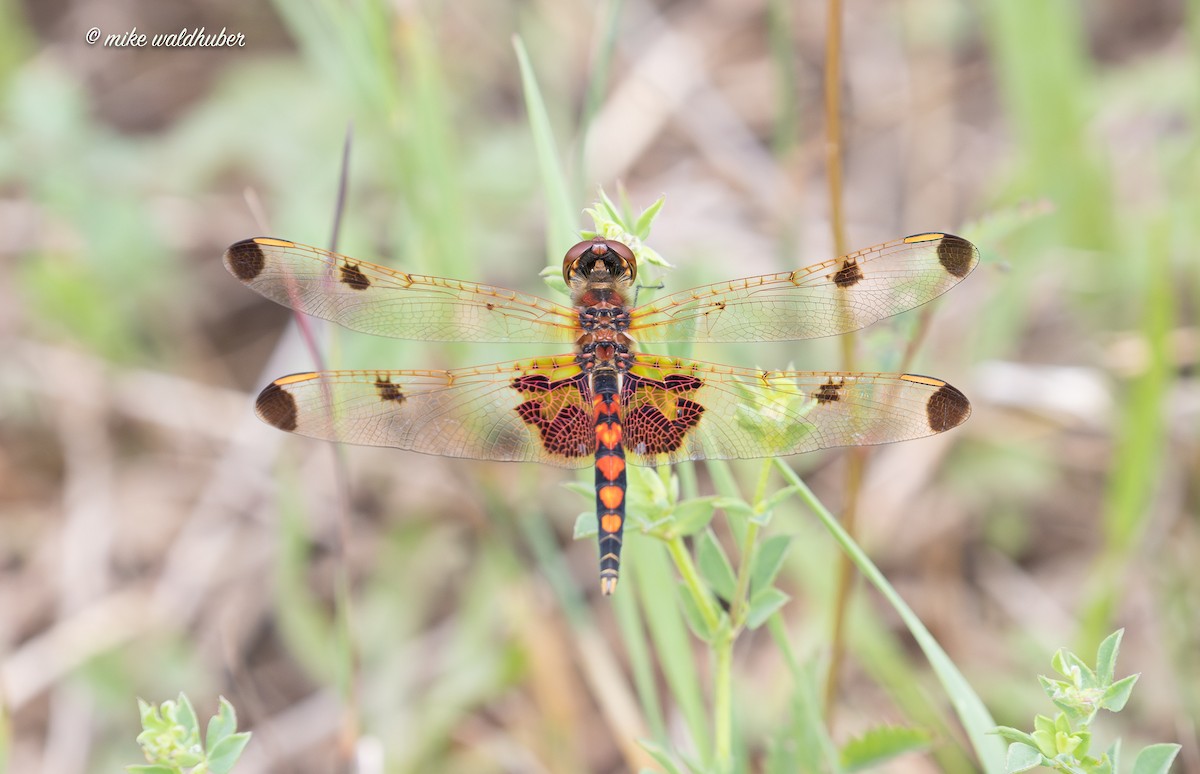 Insects - ML638653240