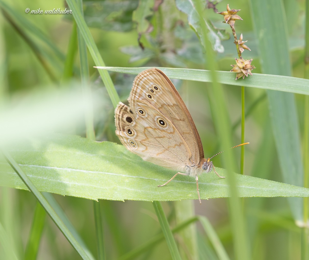 Insects - ML638653241