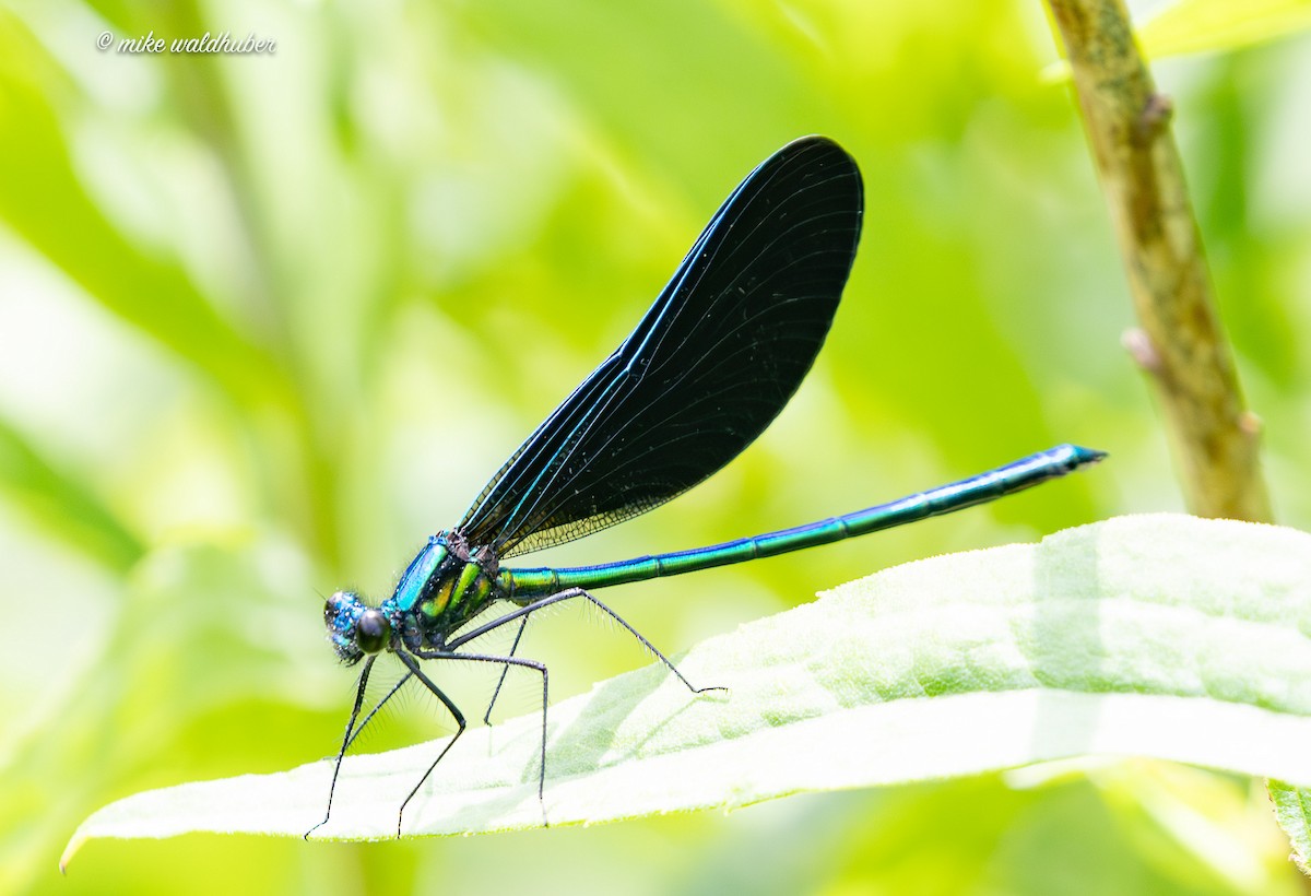 Insects - ML638653243