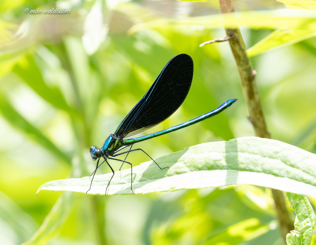 Insects - ML638653245