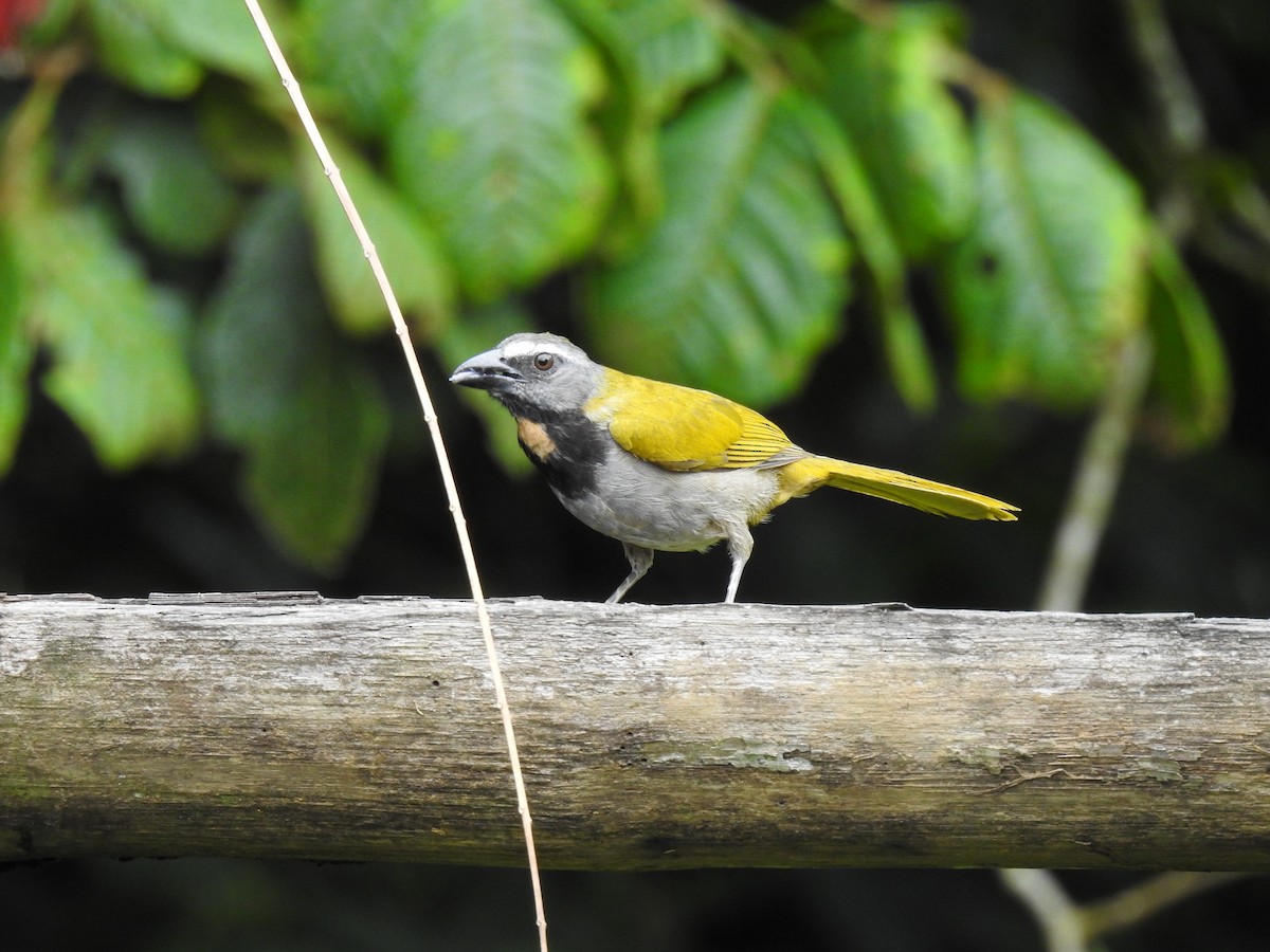 Buff-throated Saltator - ML638653255