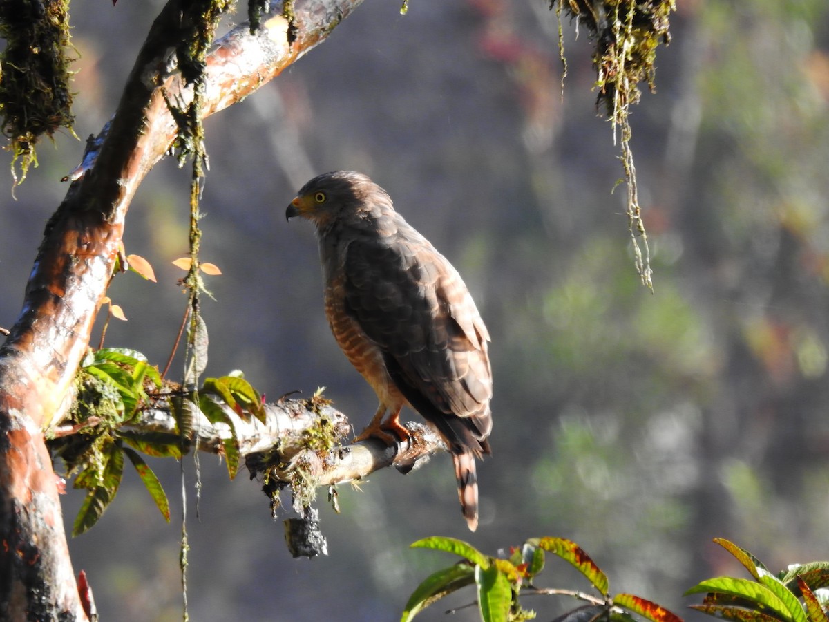 Roadside Hawk - ML638653274