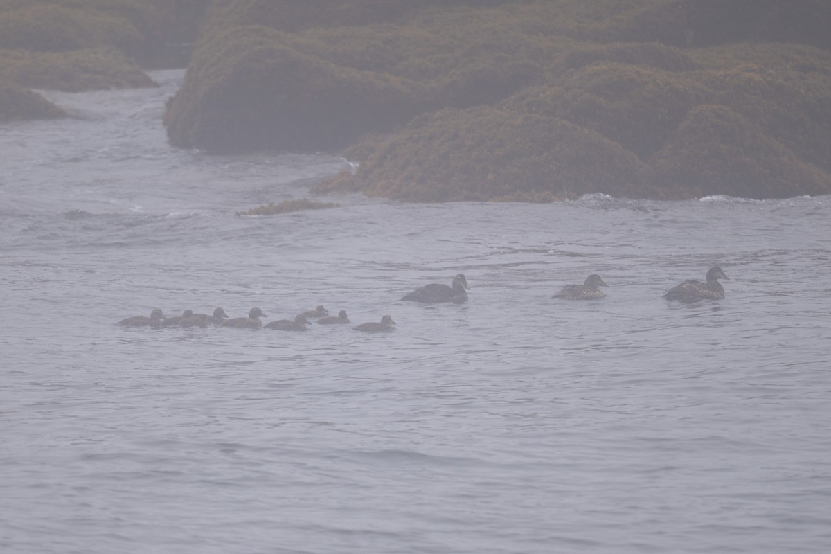 Common Eider - ML638653309