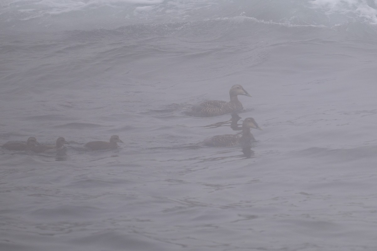 Common Eider - ML638653310