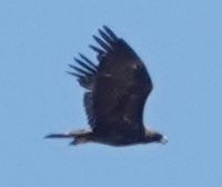 Цармын бүргэд - ML638653323