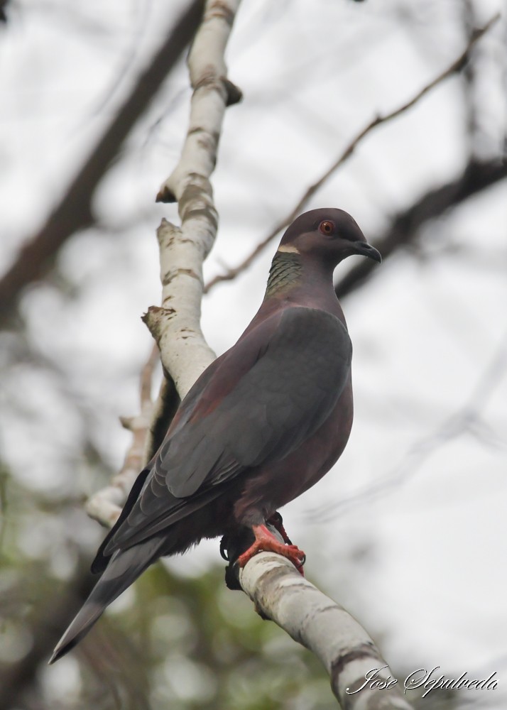 Chilean Pigeon - ML638653332