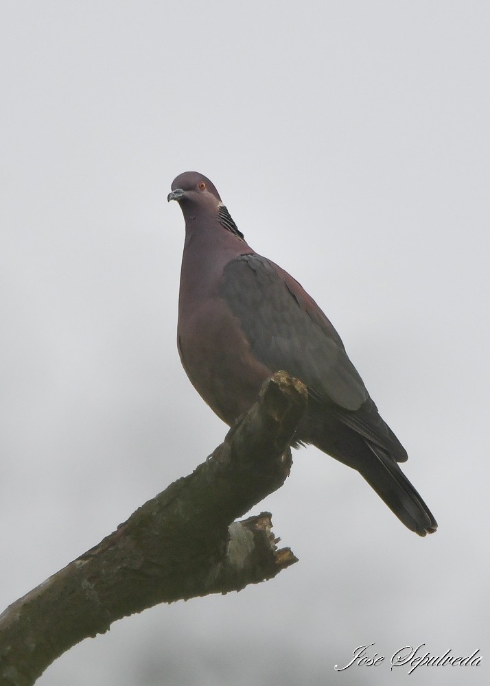 Chilean Pigeon - ML638653333