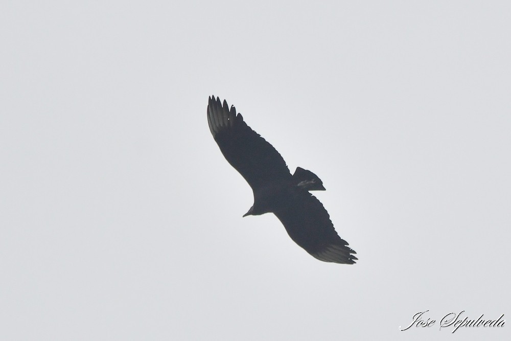 Black Vulture - ML638653340