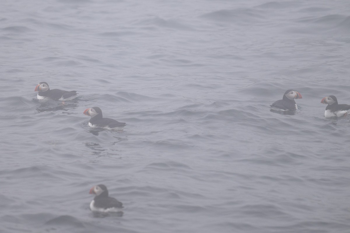 Atlantic Puffin - ML638653343