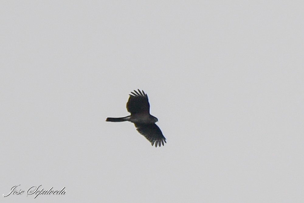 Chilean Hawk - ML638653346