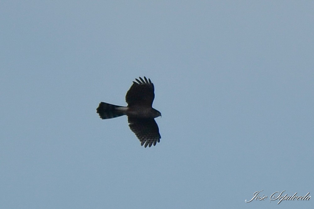 Chilean Hawk - ML638653348