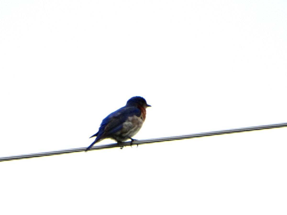 Eastern Bluebird - ML638653349