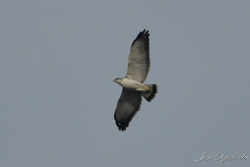 Variable Hawk - ML638653362
