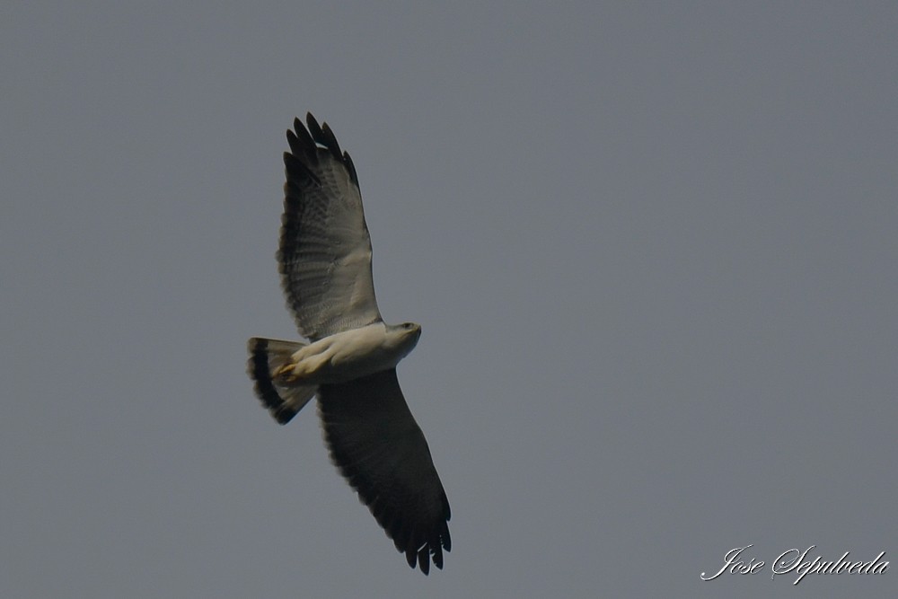 Variable Hawk - ML638653363