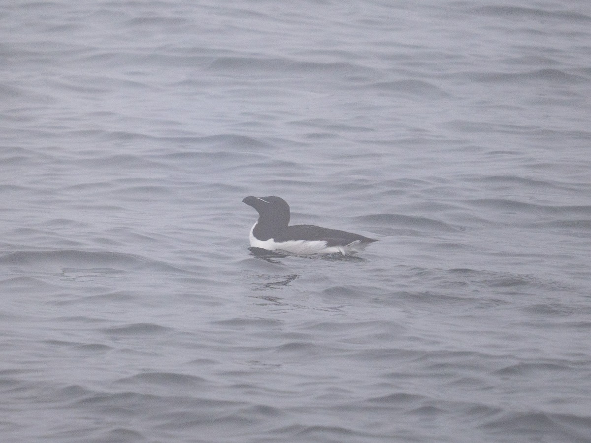 Razorbill - ML638653368