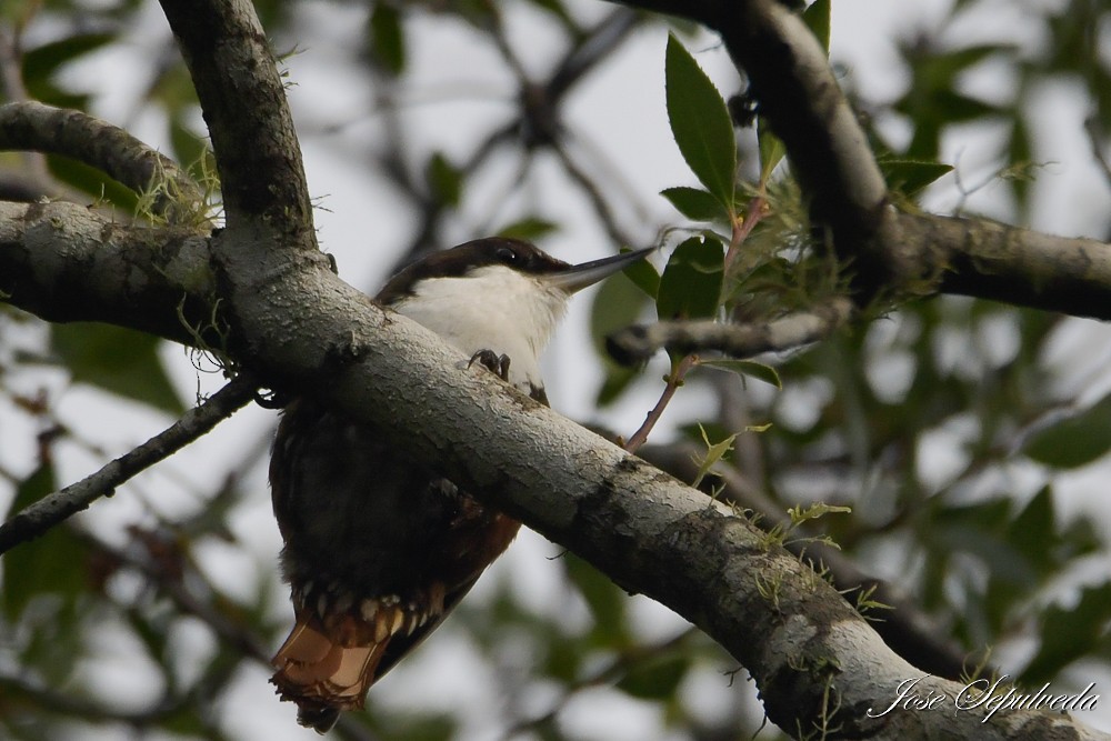 White-throated Treerunner - ML638653377