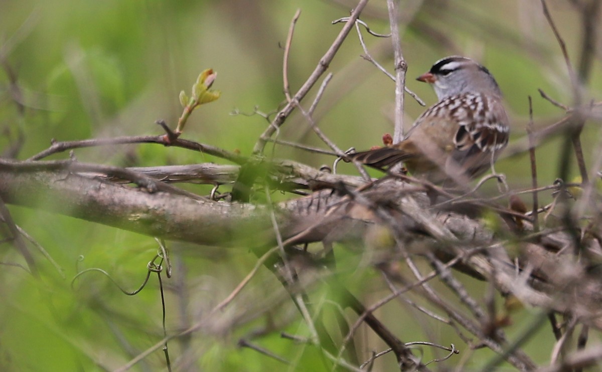 White-crowned Sparrow - ML638653404