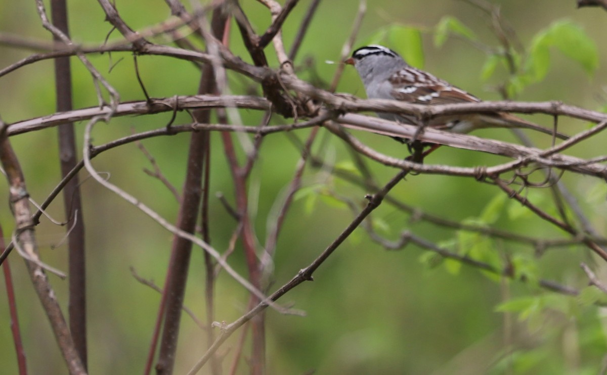 White-crowned Sparrow - ML638653409