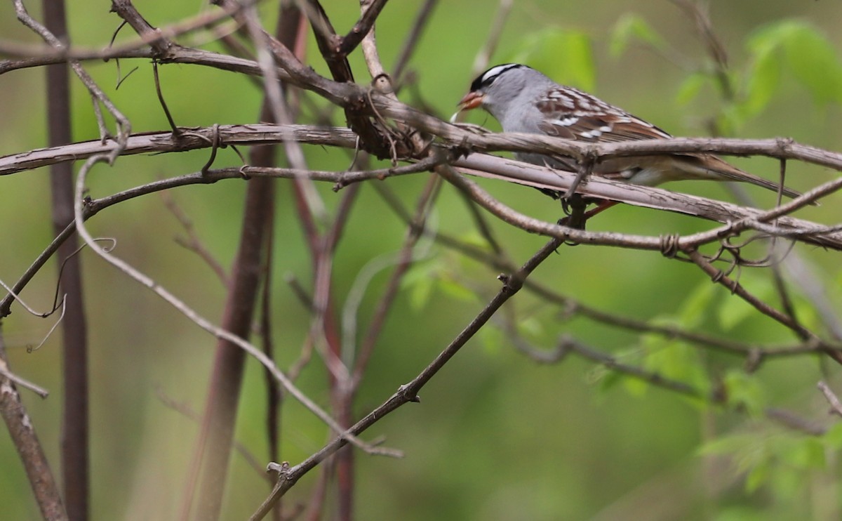 White-crowned Sparrow - ML638653414