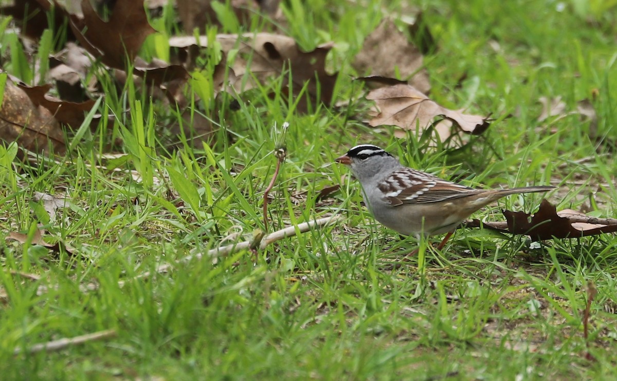 White-crowned Sparrow - ML638653418