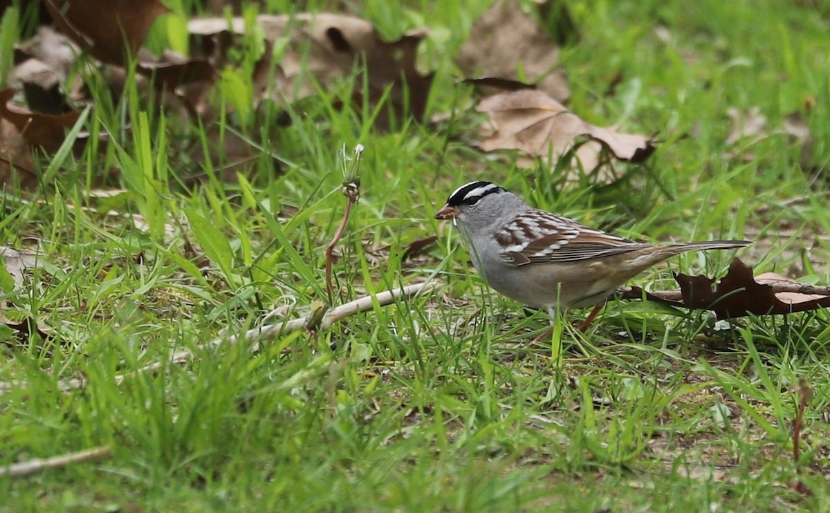 White-crowned Sparrow - ML638653420
