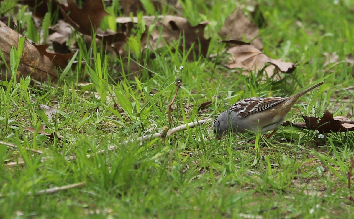 White-crowned Sparrow - ML638653424