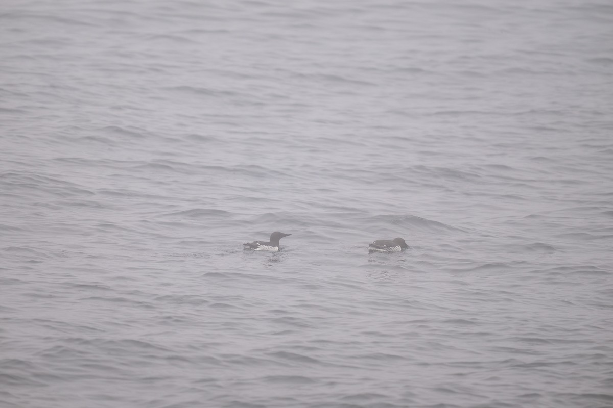 Common Murre - ML638653426