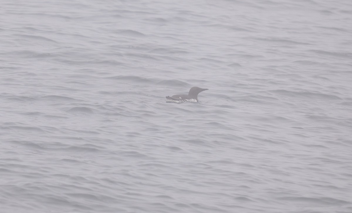 Common Murre - ML638653427
