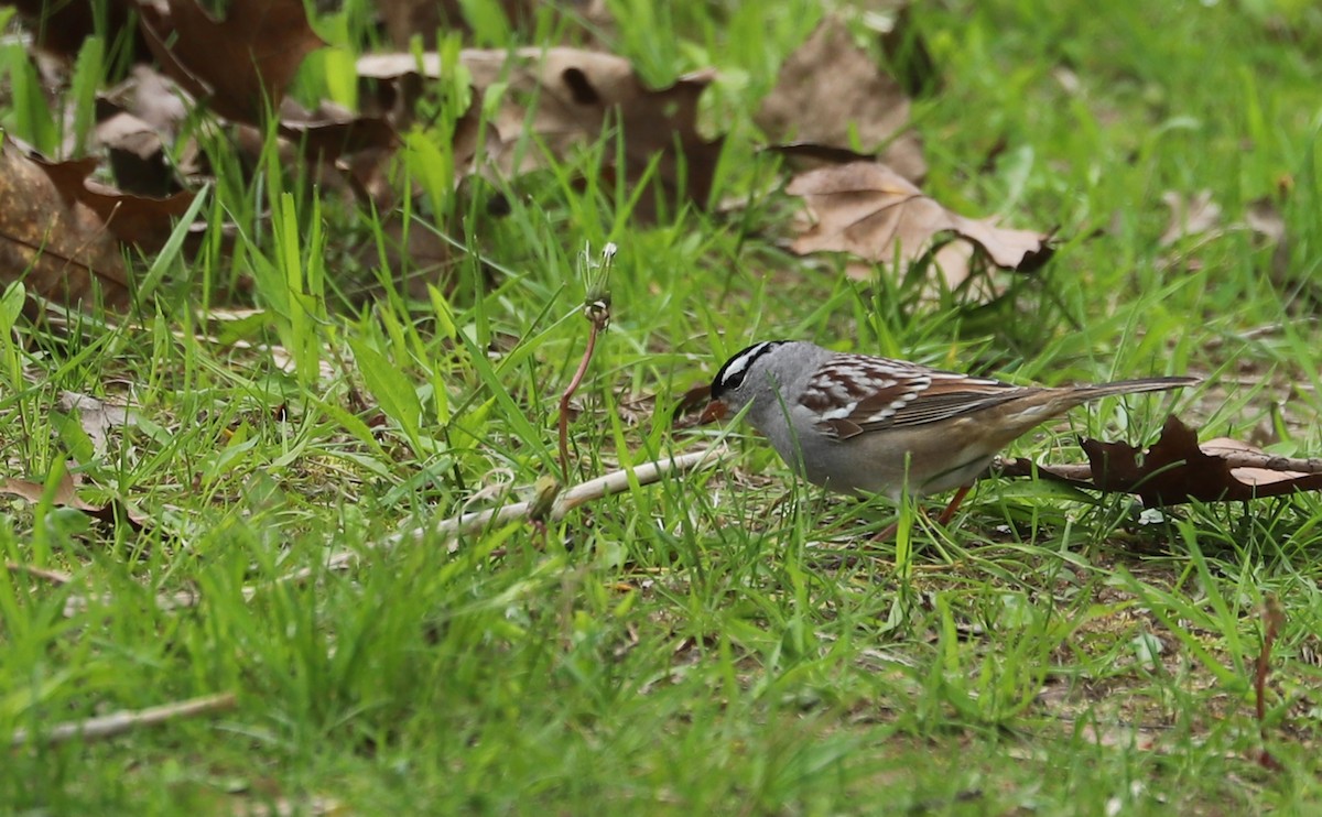 White-crowned Sparrow - ML638653429