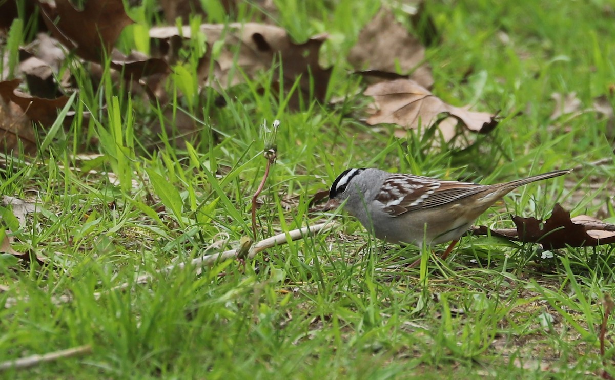 White-crowned Sparrow - ML638653433