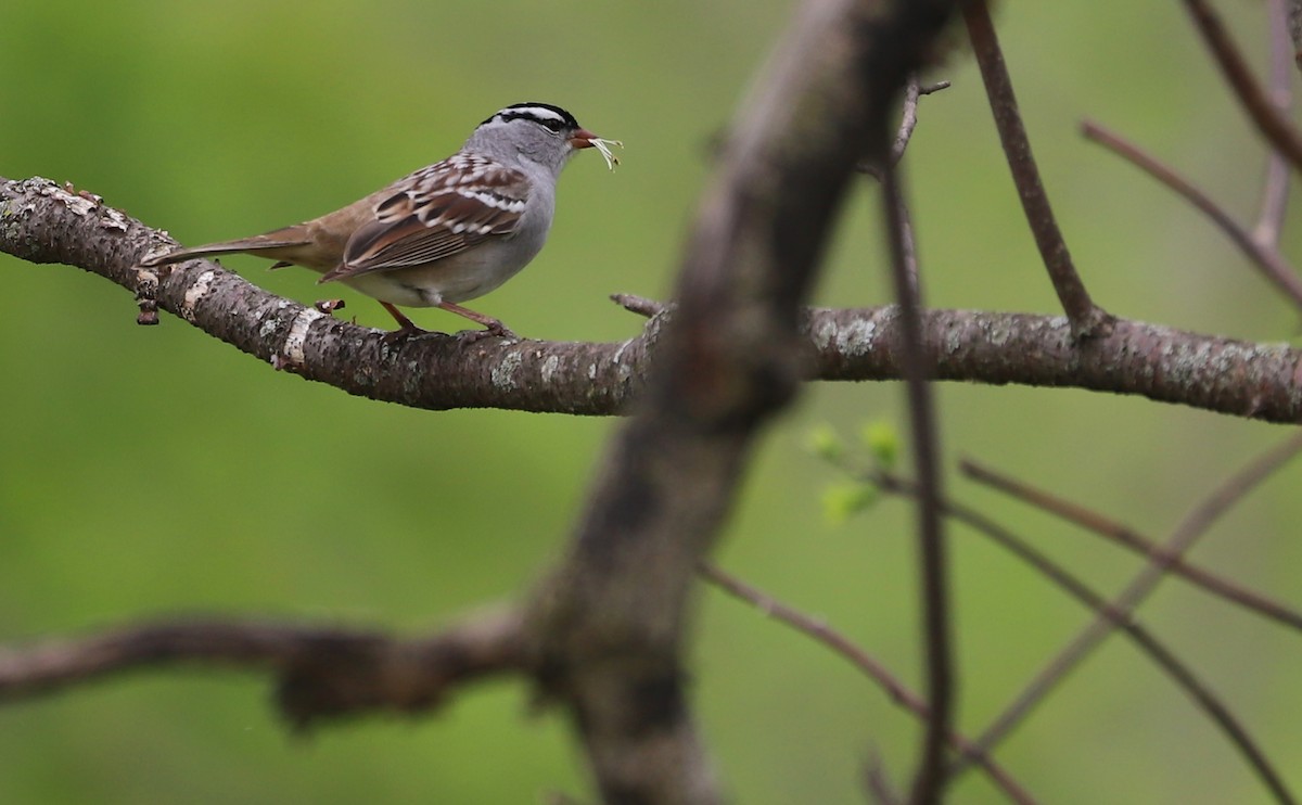 White-crowned Sparrow - ML638653439
