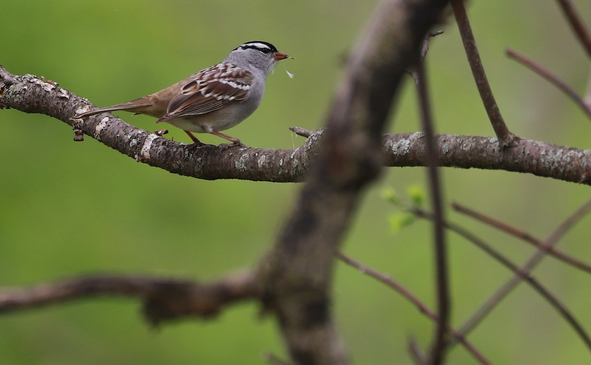 White-crowned Sparrow - ML638653446