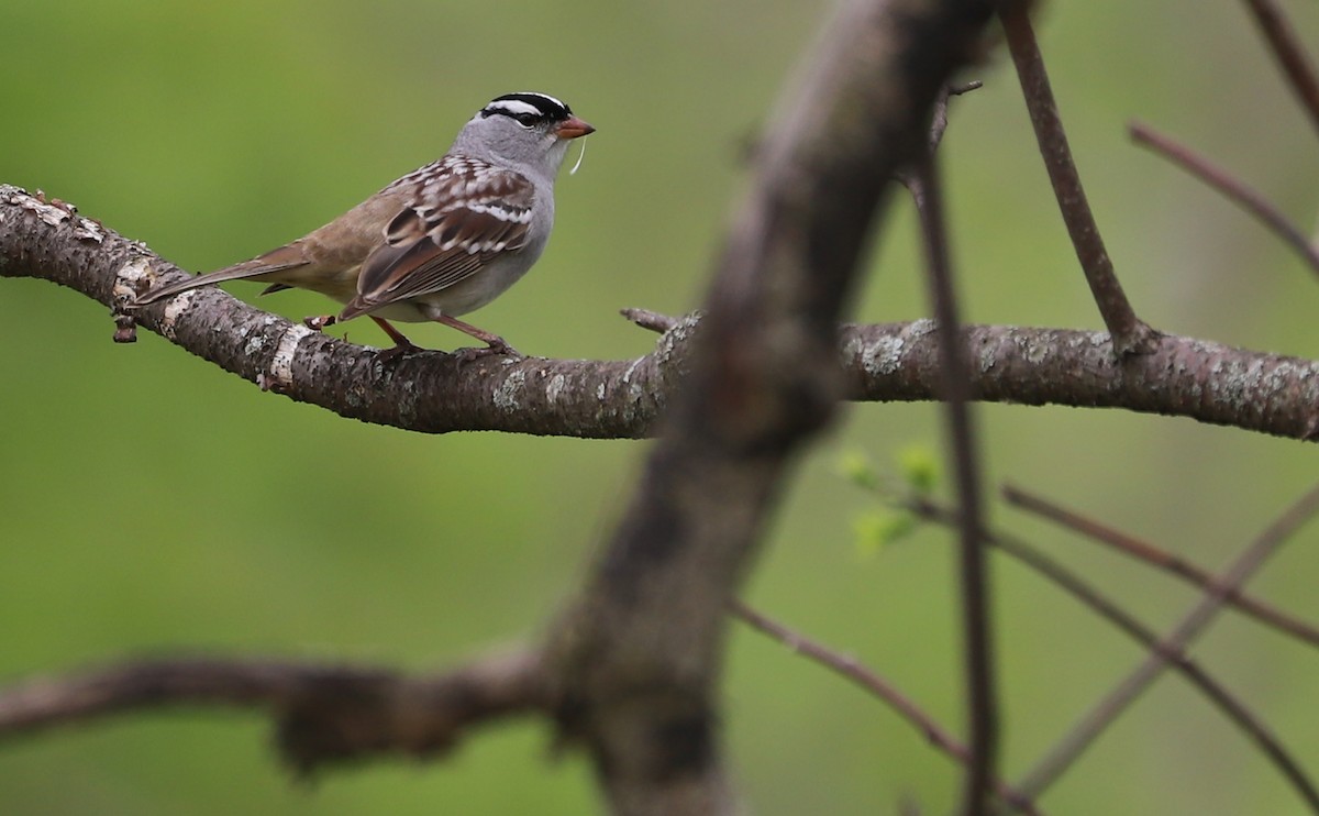 White-crowned Sparrow - ML638653447