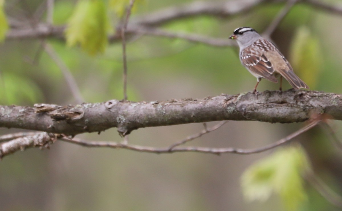 White-crowned Sparrow - ML638653452