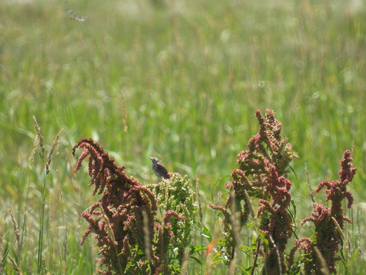 Savannah Sparrow (Savannah) - ML638653459