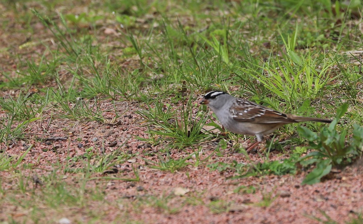 White-crowned Sparrow - ML638653461
