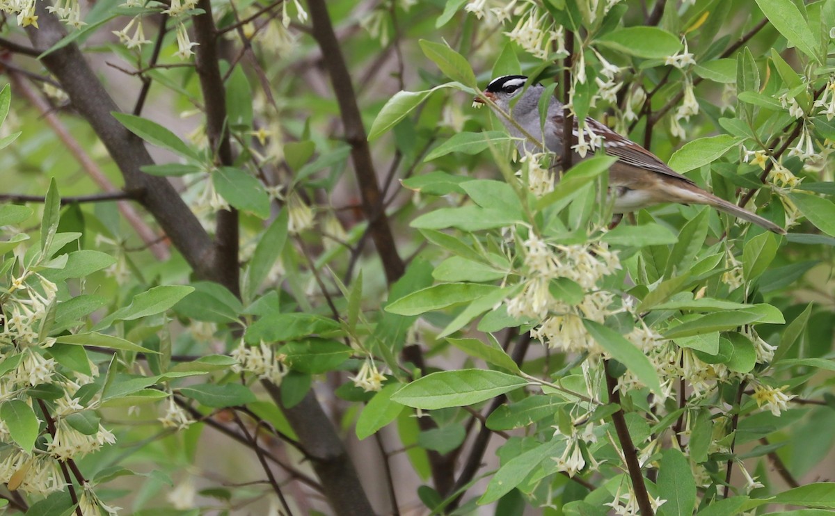 White-crowned Sparrow - ML638653467