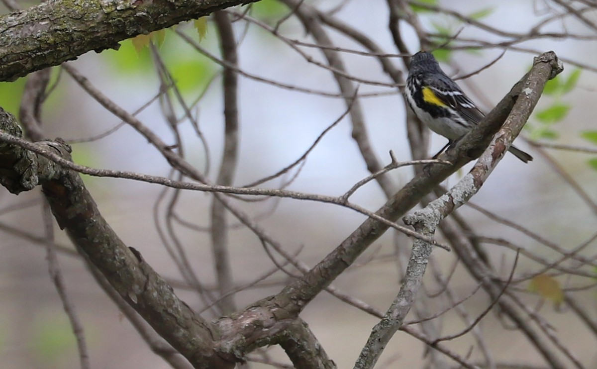Пісняр-лісовик жовтогузий (підвид coronata) - ML638653476