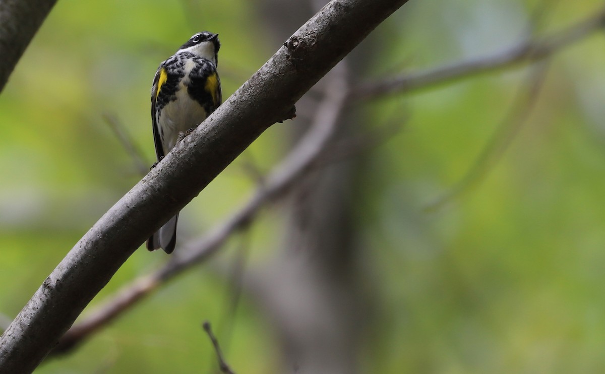 Пісняр-лісовик жовтогузий (підвид coronata) - ML638653515
