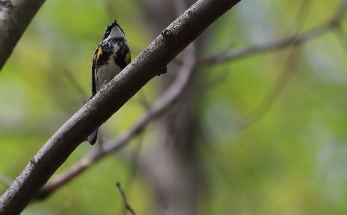 Пісняр-лісовик жовтогузий (підвид coronata) - ML638653518