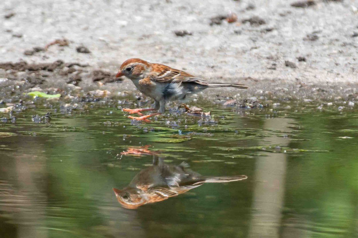 Field Sparrow - ML638653592