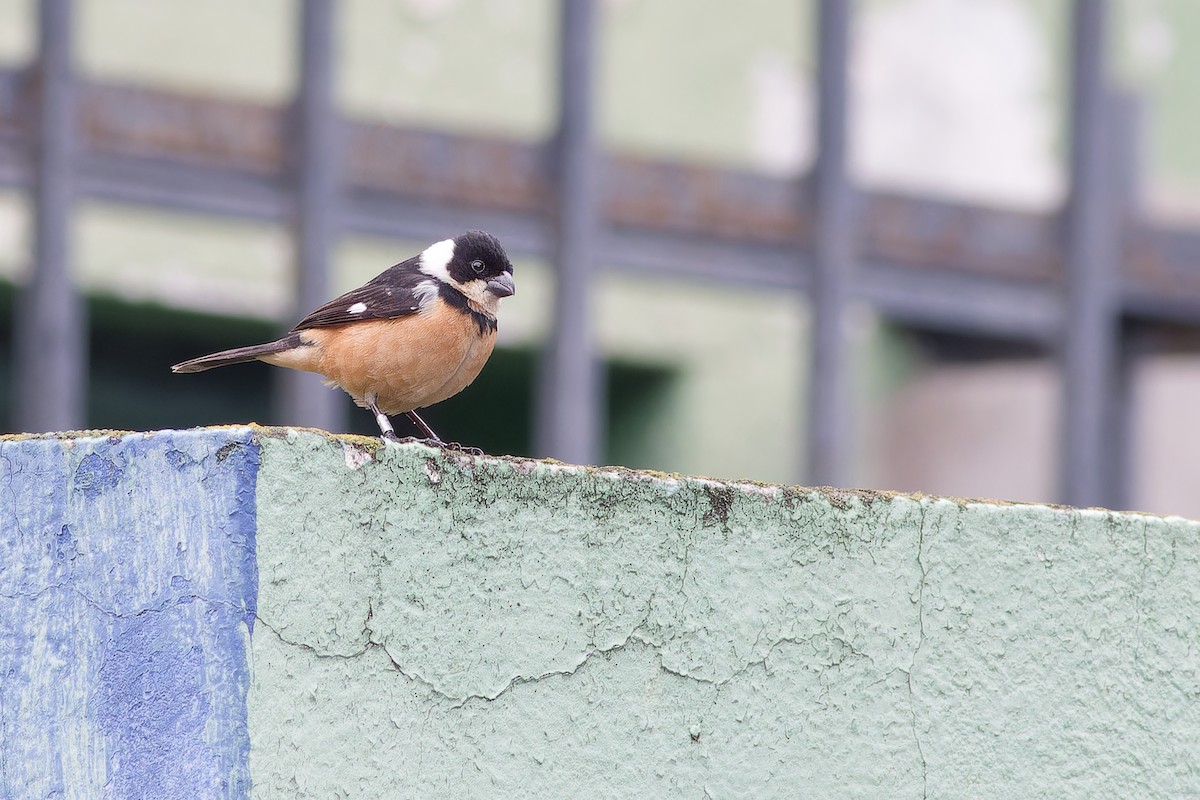 Cinnamon-rumped Seedeater - ML638653596