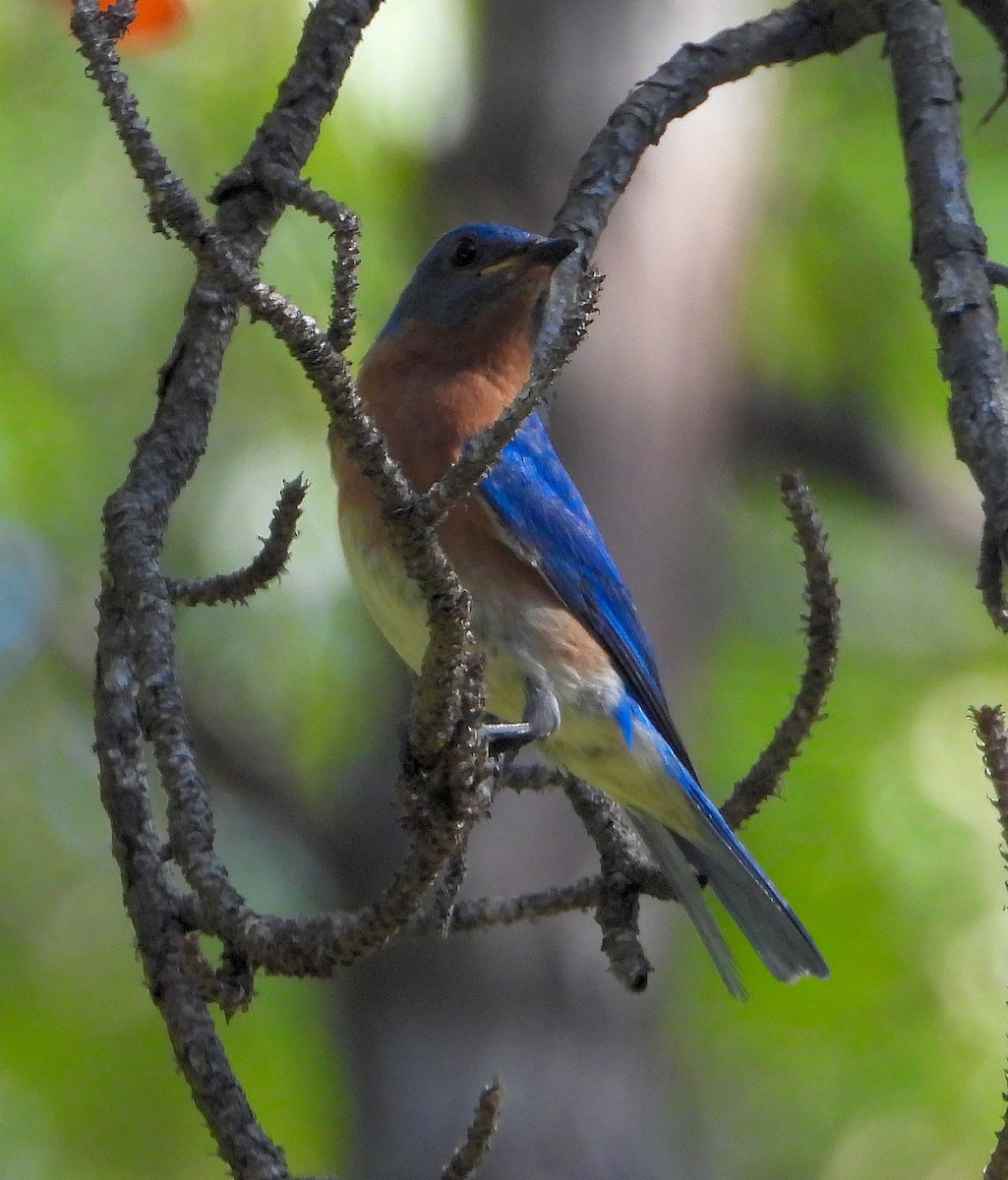 Eastern Bluebird - ML638653607