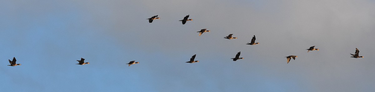 Double-crested Cormorant - ML638653653